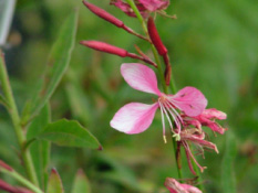 Gaura lindheimeri 'Siskiyou Pink'Prachtkaars bestellen